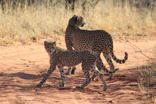 Mother and Cub